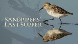 Sandpipers Last Supper